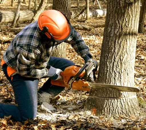 Tree Removal in Snoqualmie Pass, WA